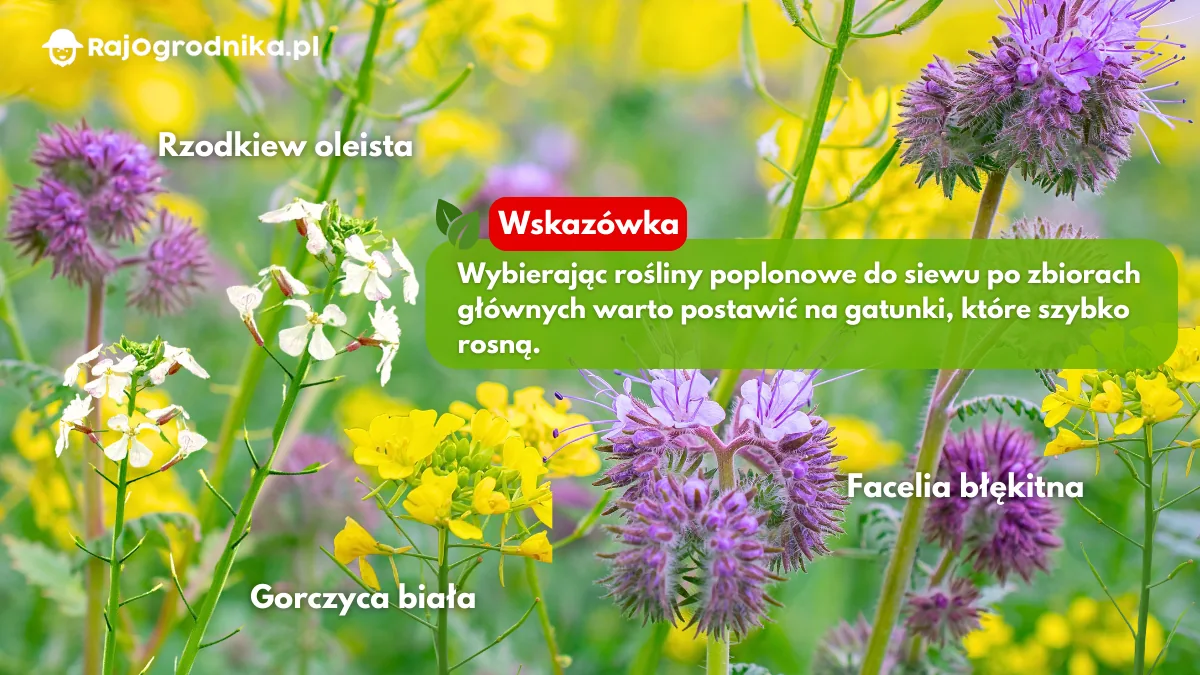 Co-warto-wysiać-na-poplon-w-ogrodzie-warzywnym-blog-sklep-rajogrodnika